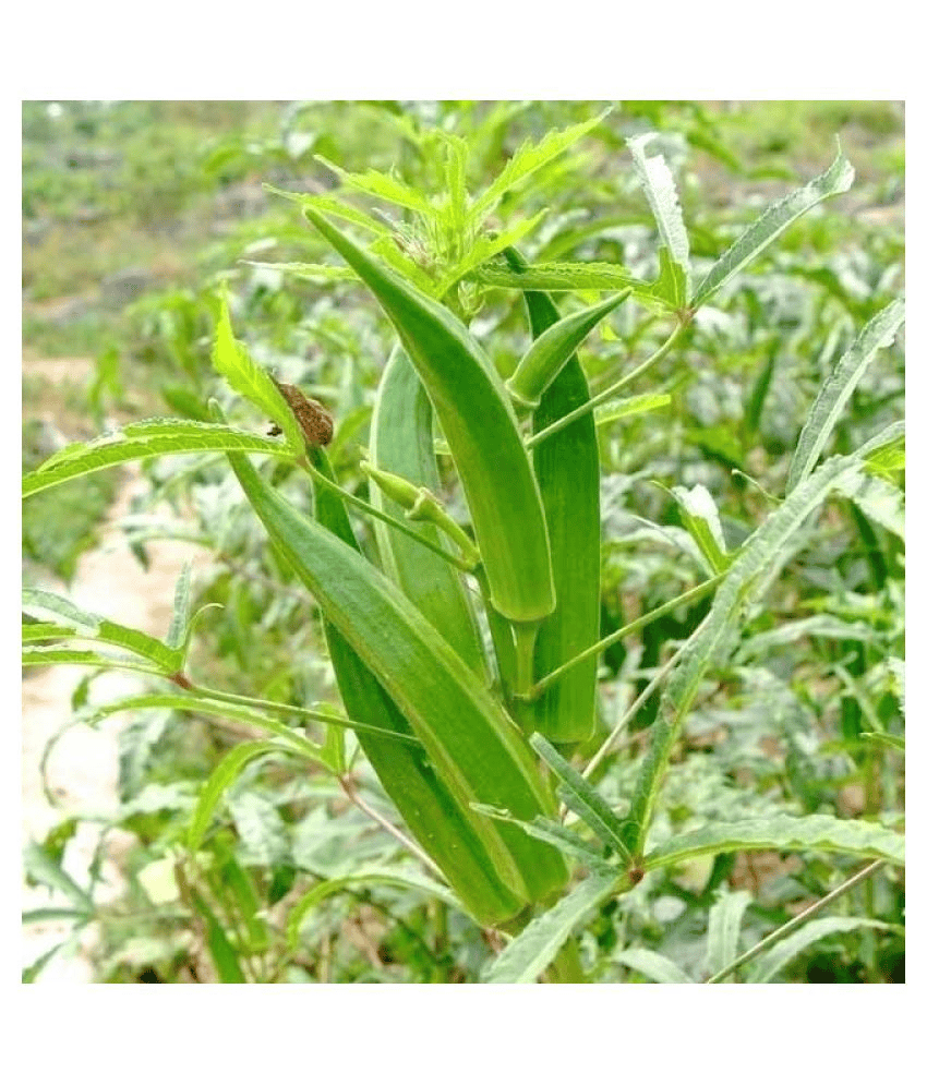 Bhindi / Okra Vegetable Seeds for Home Garden & Terrace | Fresh Green Lady Finger Plants | Easy 
